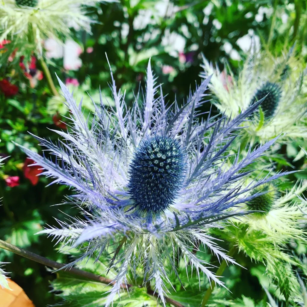 Fleurs_16_11zon