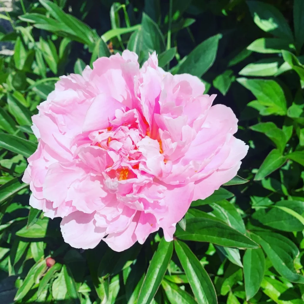 fleur rose_14_11zon
