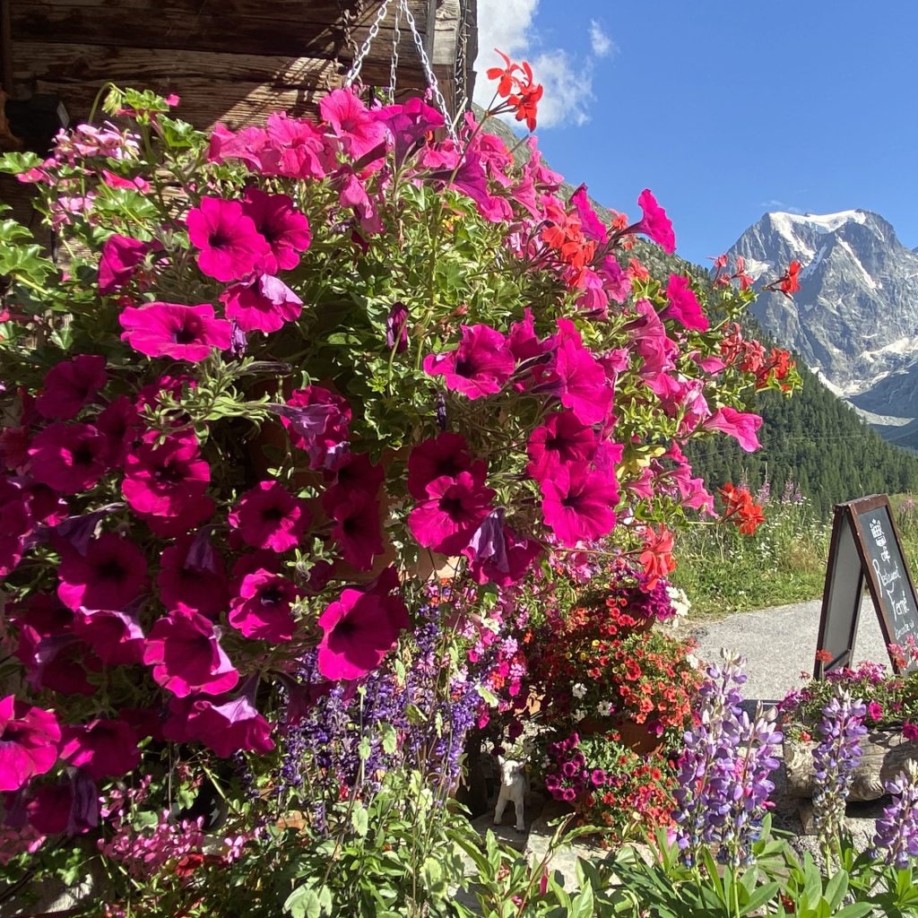 Fleurs de l'hôtel du GLacier