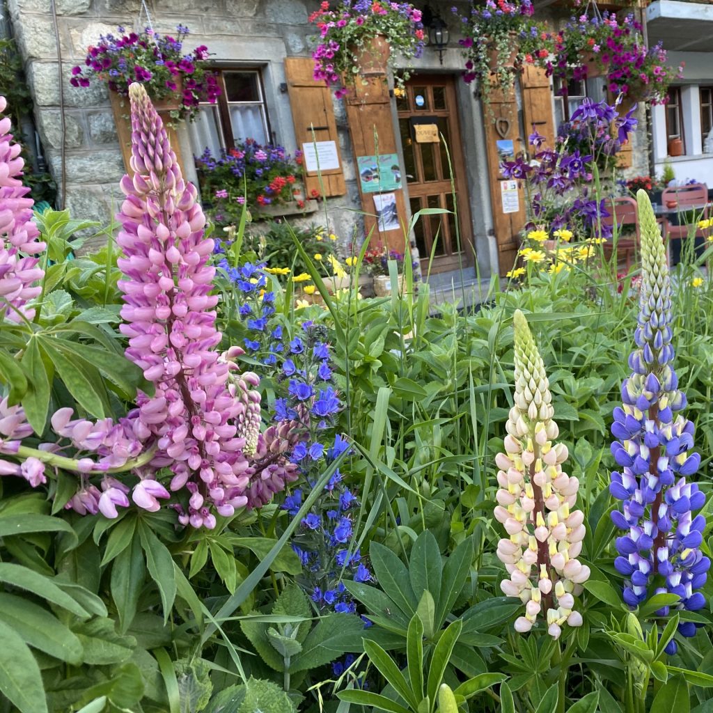 Fleurs et hotel du Glacier - Arolla